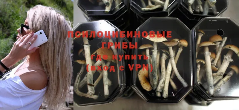 Галлюциногенные грибы Psilocybe  Дрезна 